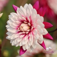Rebecca's World Dahlia Knöl