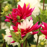 Rebecca's World Dahlia Knöl