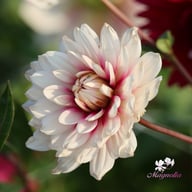 Rebecca's World Dahlia Knöl