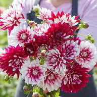 Rebecca's World Dahlia Knöl