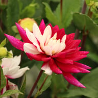 Rebecca's World Dahlia Knöl