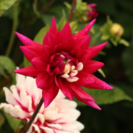 Rebecca's World Dahlia Knöl