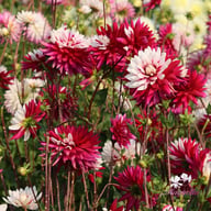 Rebecca's World Dahlia Knöl