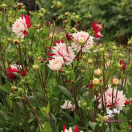 Rebecca's World Dahlia Knöl