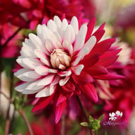 Rebecca's World Dahlia Knöl