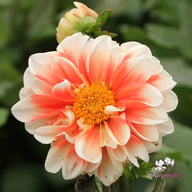 Red and White Emperor Dahlia Knöl
