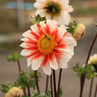 Red and White Emperor Dahlia Knöl