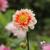 Red and White Emperor Dahlia Knöl