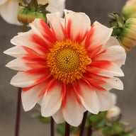 Red and White Emperor Dahlia Knöl