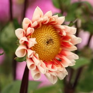 Red and White Emperor Dahlia Knöl