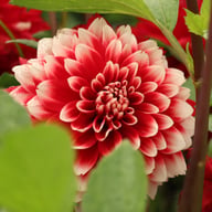 Red and White Fubuki Dahlia Knöl