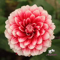 Red and White Fubuki Dahlia Knöl