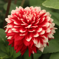 Red and White Fubuki Dahlia Knöl