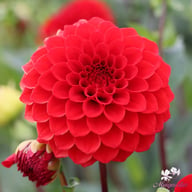 Red Cap Dahlia Tuber
