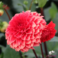 Red Cap Dahlia Tuber
