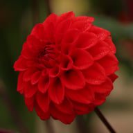 Red Cap Dahlia Knöl