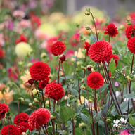 Red Cap Dahlia Tuber