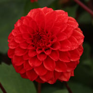 Red Cap Dahlia Knöl