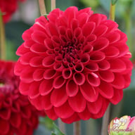 Red Fox Dahlia Tuber