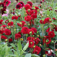 Red Fox Dahlia Tuber