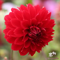 Red Fubuki Dahlia Knöl