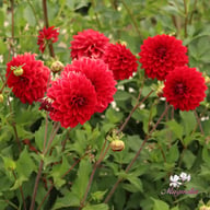 Red Fubuki Dahlia Knöl