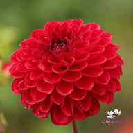 Red Jill Dahlia Knöl
