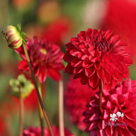 Red Jill Dahlia Knöl