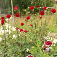 Red Jill Dahlia Knöl