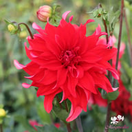 Red Labyrinth Dahlia
