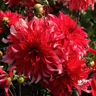 Red Labyrinth Dahlia