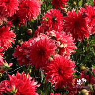 Red Labyrinth Dahlia