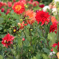 Red Labyrinth Dahlia