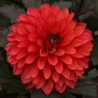 Red Pannier Dahlia Tuber