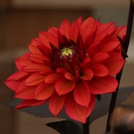 Red Pannier Dahlia Tuber