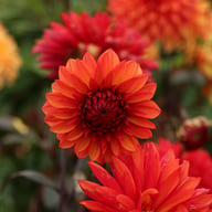 Red Pannier Dahlia Tuber