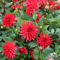 Red Pygmy Dahlia Tuber