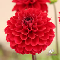 Red Queen Dahlia Tuber
