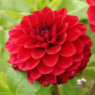 Red Queen Dahlia Tuber
