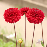 Red Queen Dahlia Tuber