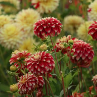 Red Rock Dahlia Knöl