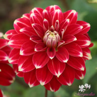Red Rock Dahlia Knöl