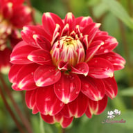 Red Rock Dahlia Knöl