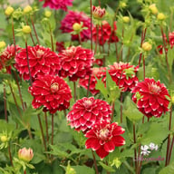 Red Rock Dahlia Knöl