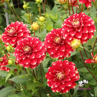 Red Rock Dahlia Knöl