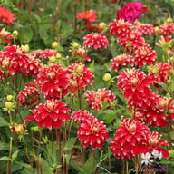 Red Rock Dahlia Knöl