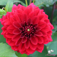 Red Runner Dahlia Tuber