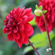 Red Runner Dahlia Tuber