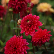 Red Runner Dahlia Tuber