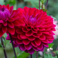 Red Runner Dahlia Tuber